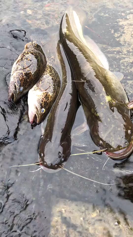 纯野生河鱼,你都认识吗