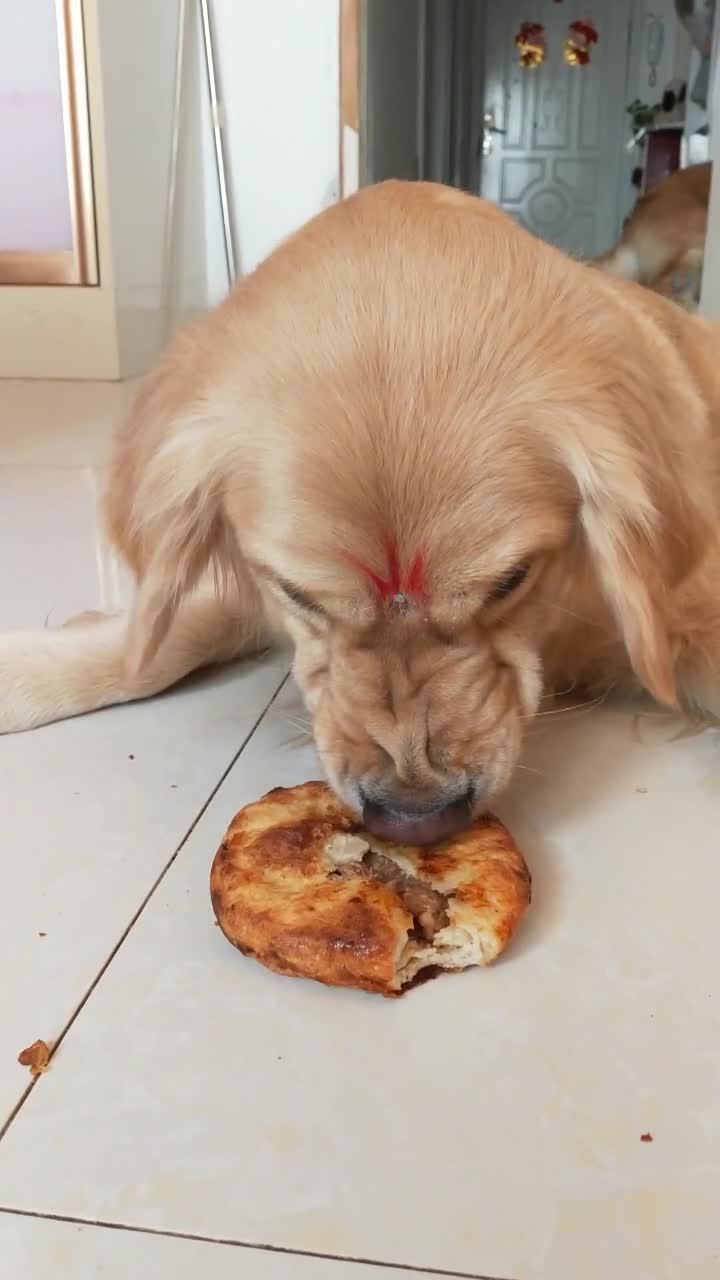 我要上热门#主人刚把饼放在地上,金毛立马进入护食模式,这狗还能养吗
