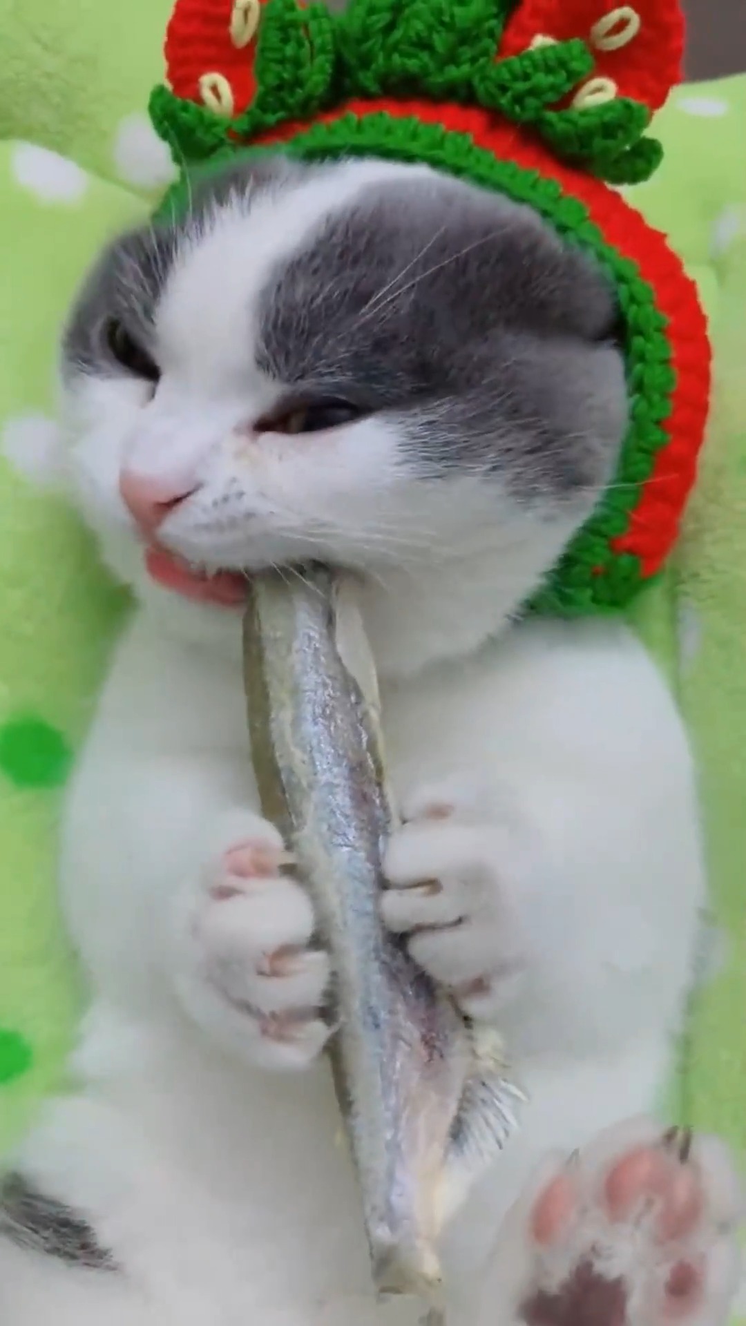 明星娱乐#这只可爱的猫咪火了,吃小鱼干的样子太可爱了!