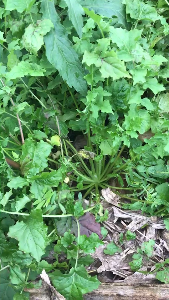 大家认识这种野菜吗?农村玉米地里很多,猪吃了不会生病
