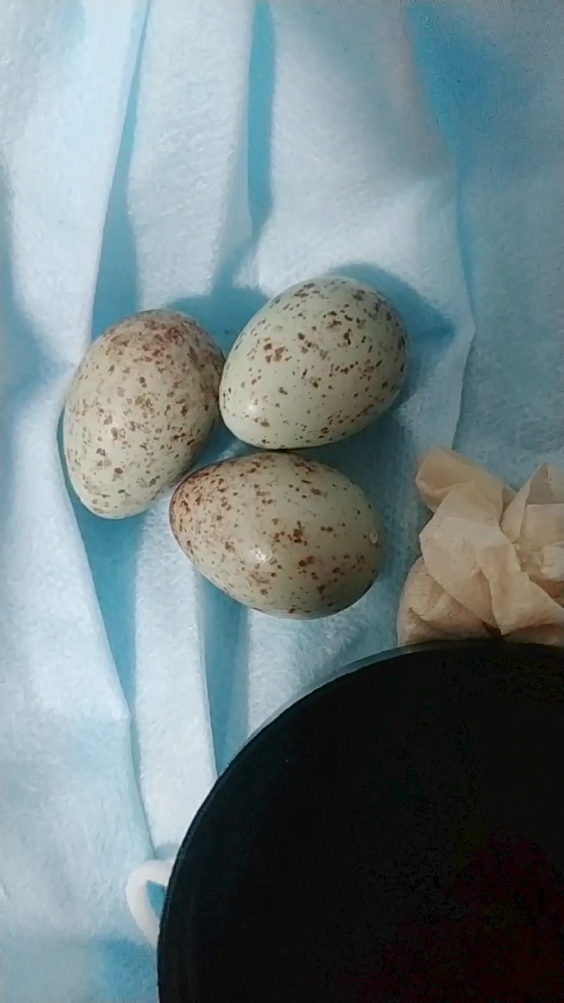 至今未出.乌鸫繁殖