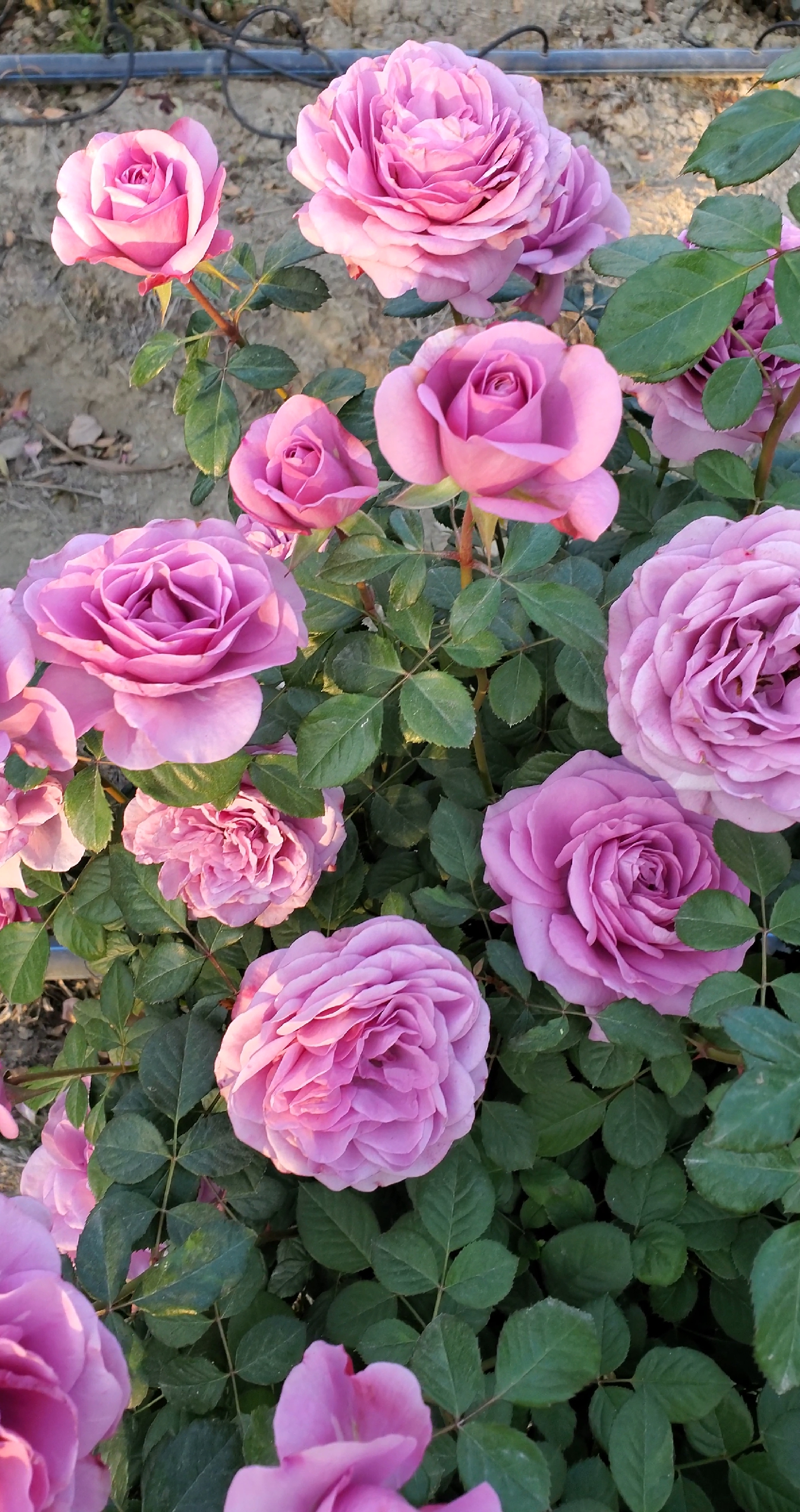 月季花#蓝紫色水星王