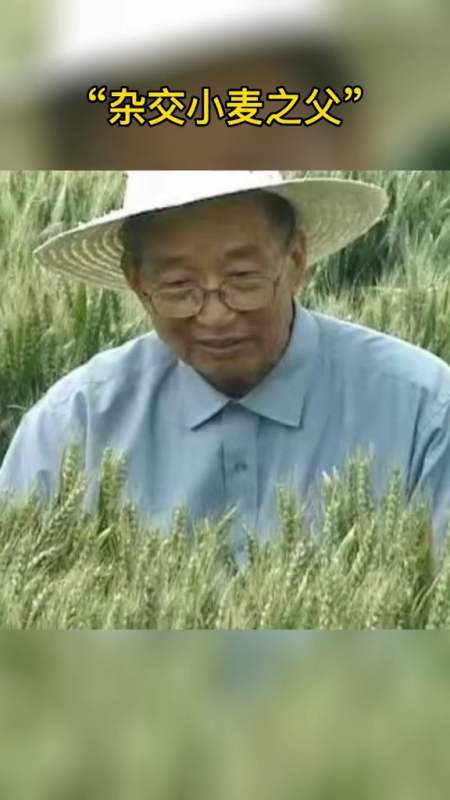 杂交小麦之父李振声:曾让小麦产量超越水稻,用小麦养活了上亿人,现