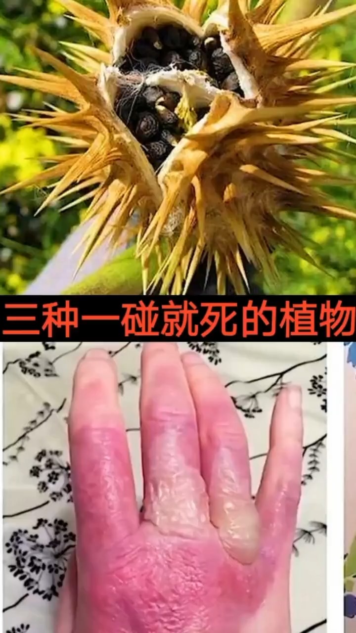 奇闻趣事抢先看#三种一碰就死的植物
