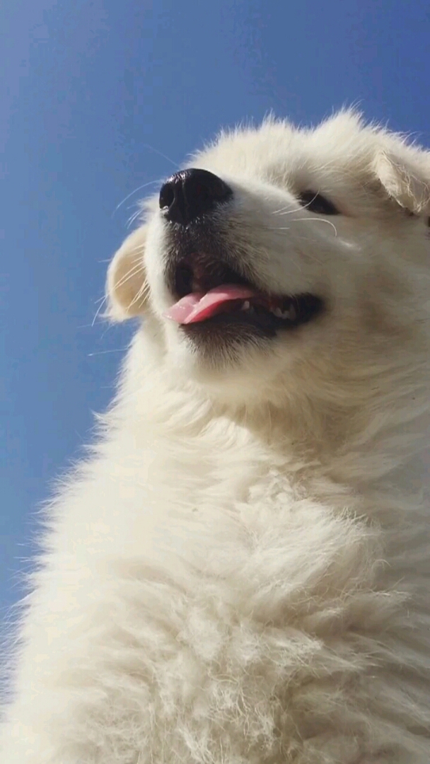 金萨狗狗出生第六十九天,今天大太阳#狗 #金毛 #萨摩耶