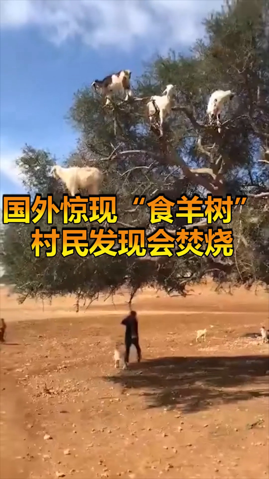 奇趣#"食羊树"竟然这么"吃"羊,农民见了都烧掉,实在太可怕了!