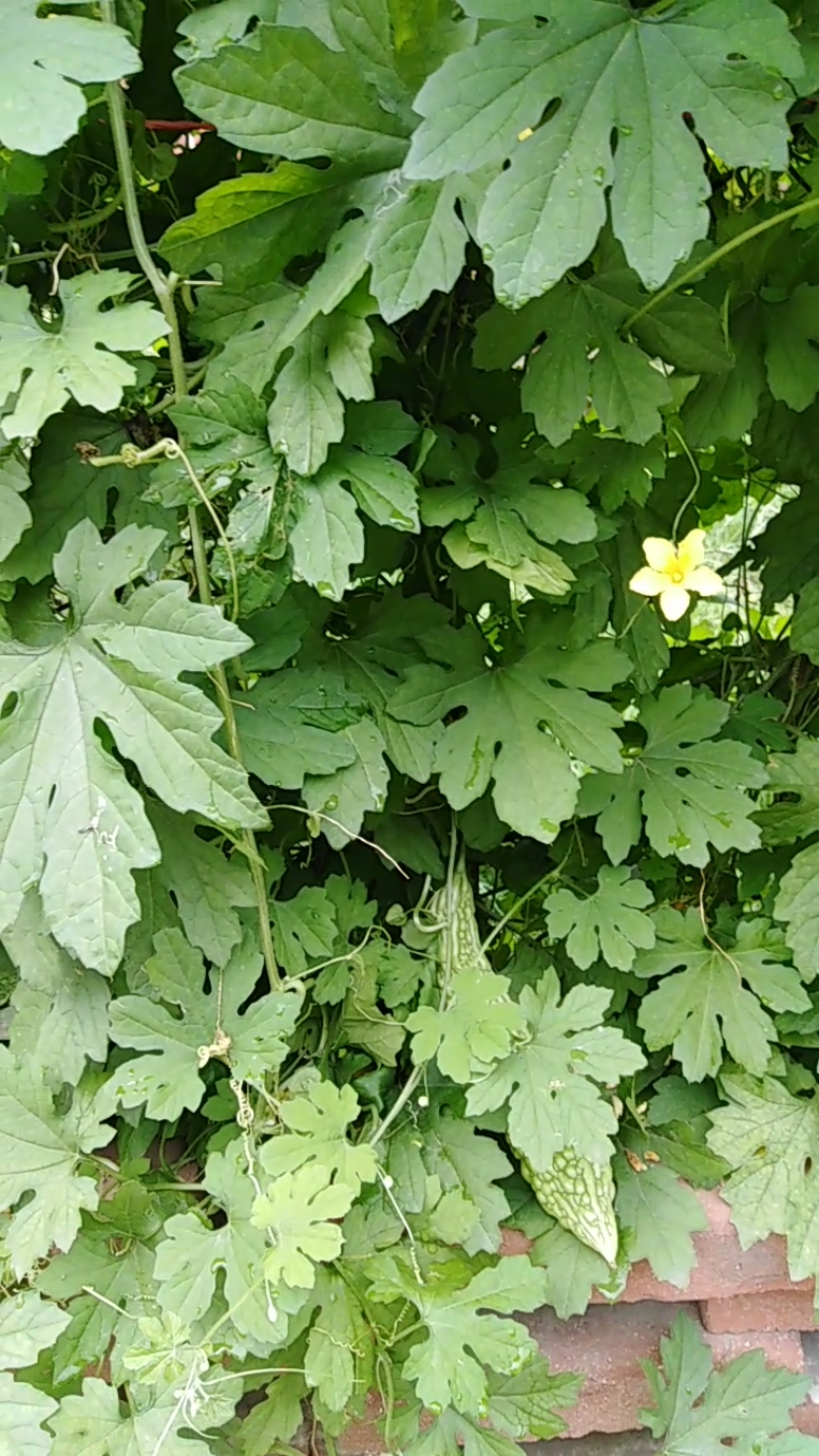 乡村生活#小院的苦瓜秧