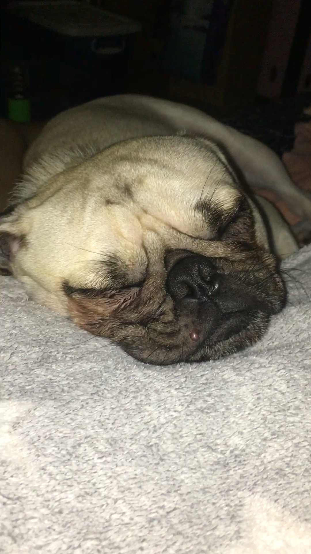 我家萌宠成精了#晚上睡觉的时候有的吵