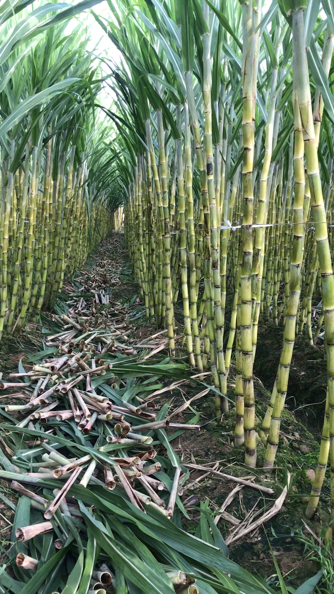 种甘蔗是很辛苦的活,30多度气温,闷在里面剥叶子,还要忍受被叶齿割到