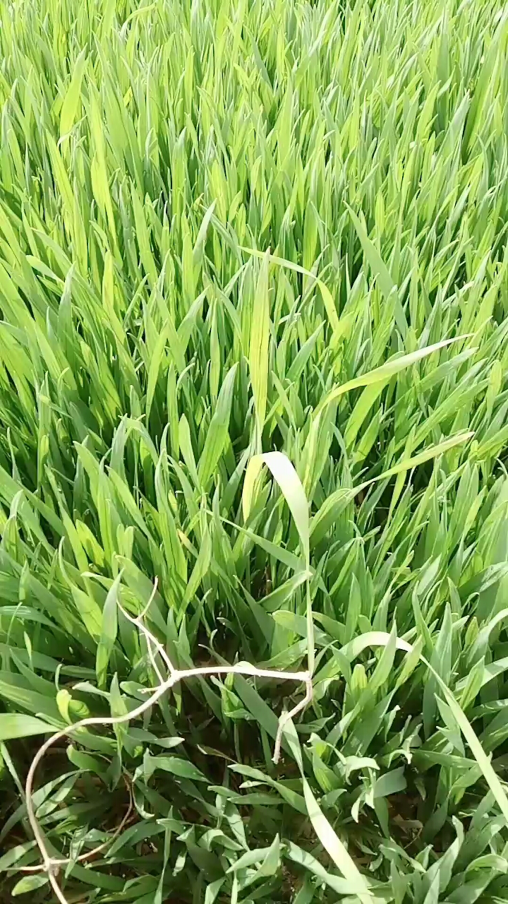 现在是麦苗,过段时间就长穗了!