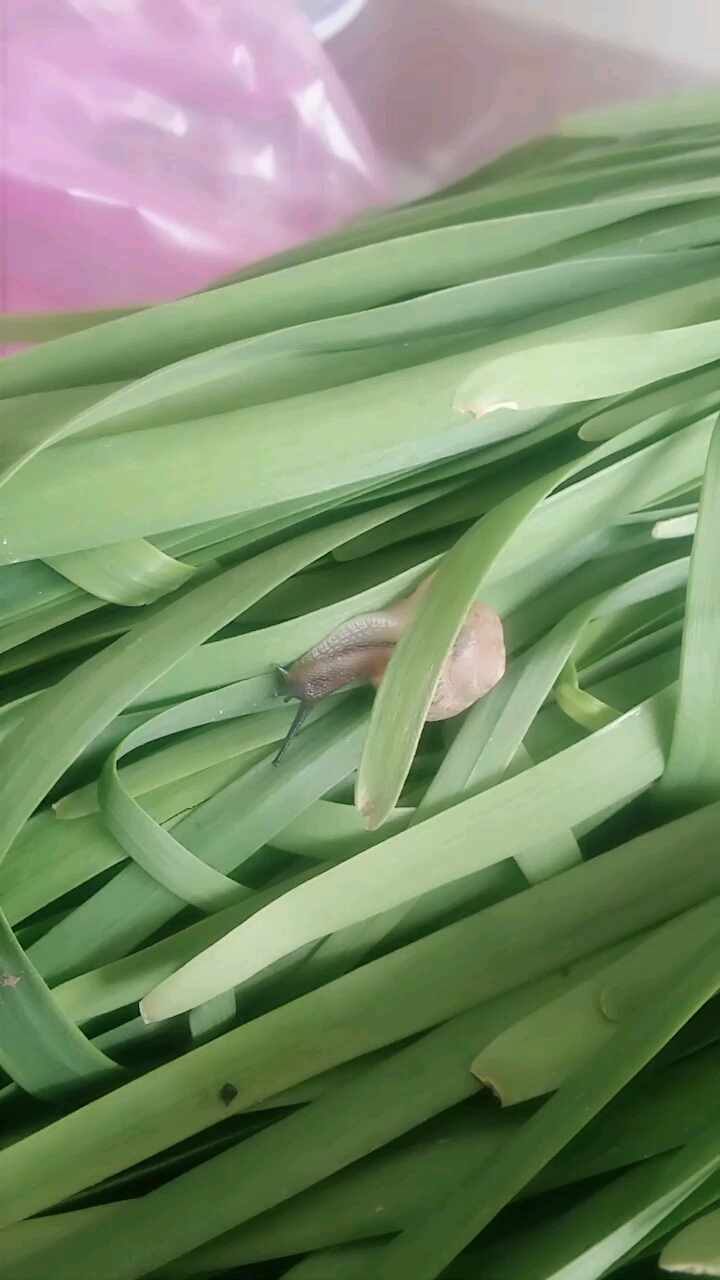 食品安全送蜗牛?三块钱买韭菜送的