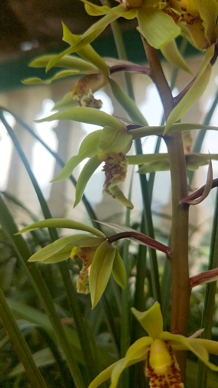 浙江蕙兰花期长,花浓香