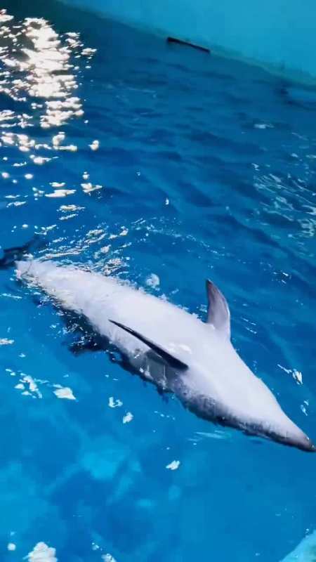 小海豚翻转身体给大家展示自己腹部