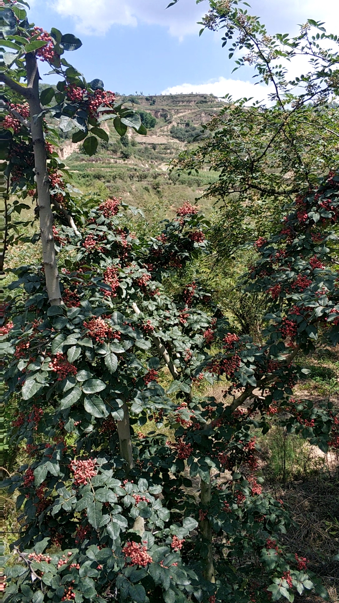 天水大红袍花椒成熟了