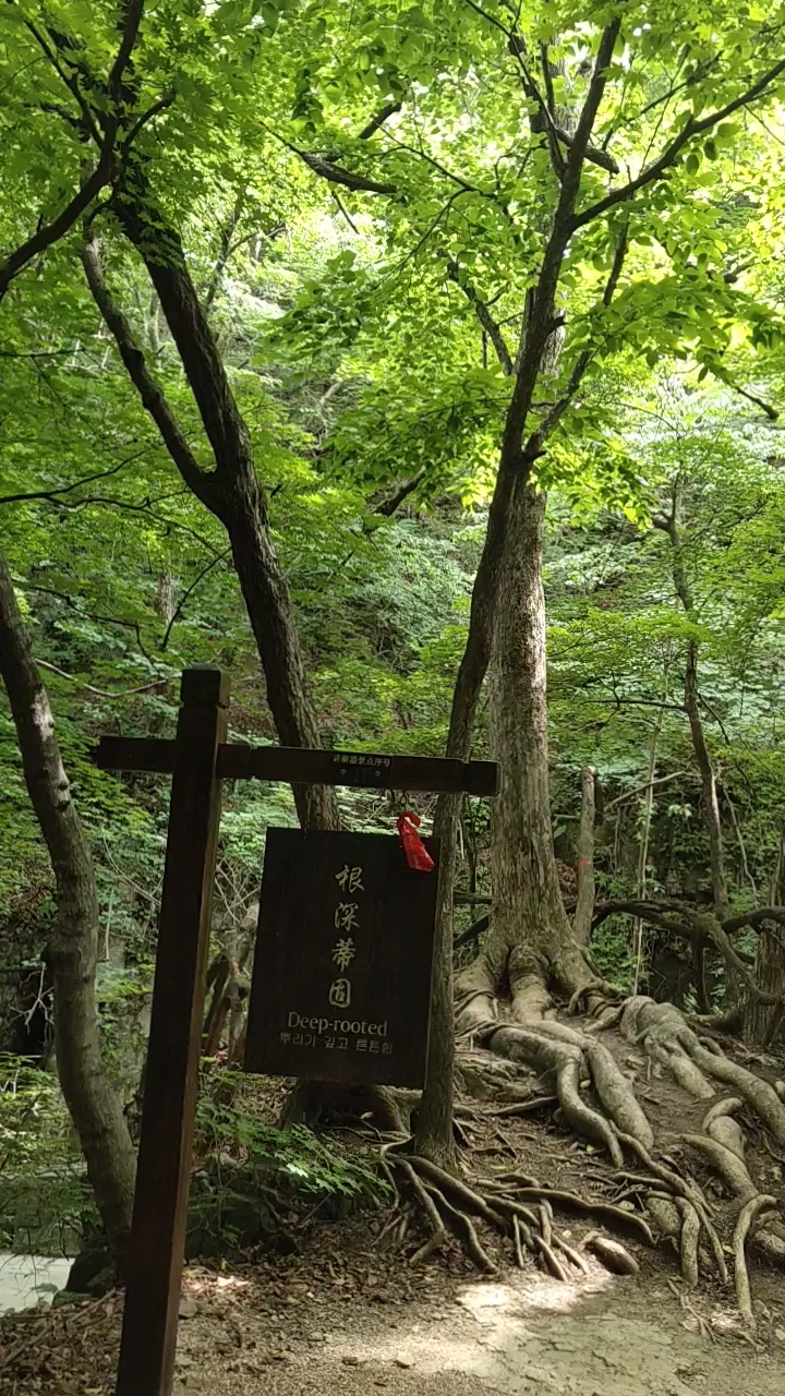 绿石谷有350年历史的参天大树,根深蒂固