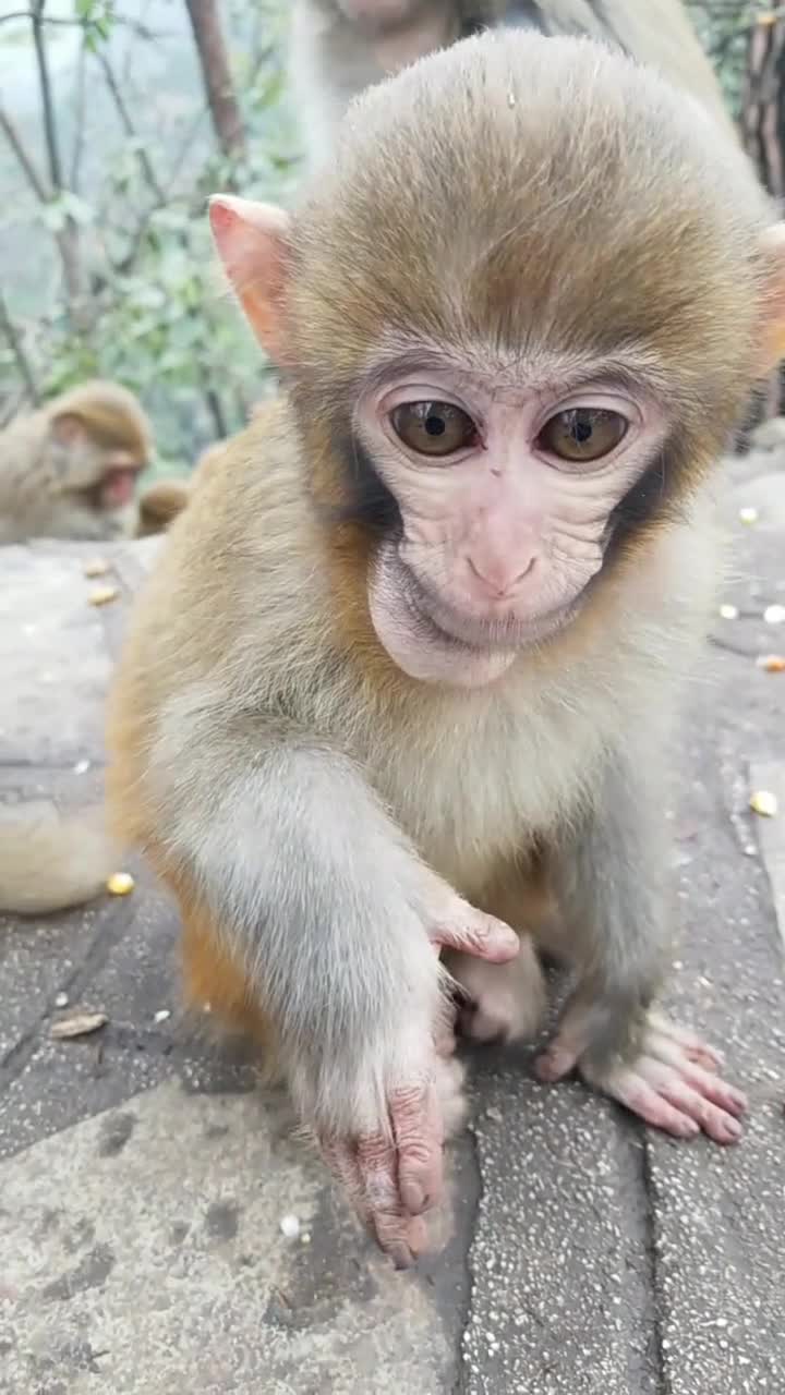 小猴子的好奇心特别强,一个劲上手抢我手机