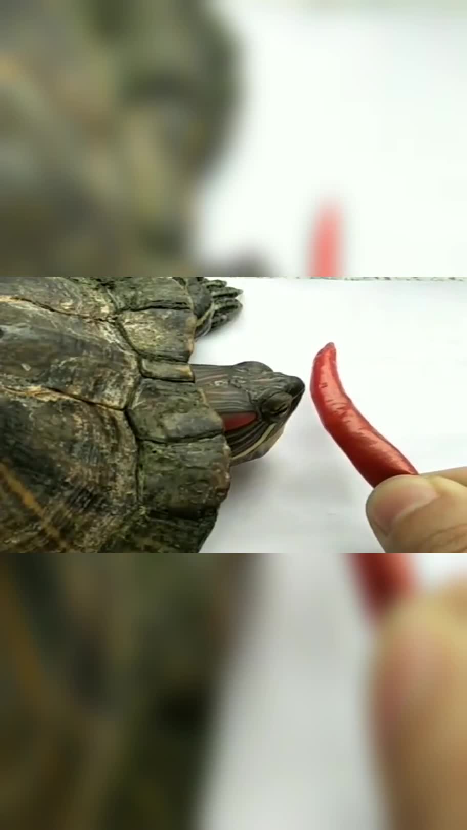 喂乌龟吃辣椒,看小乌龟咬一口后的反应,真是太好笑了!