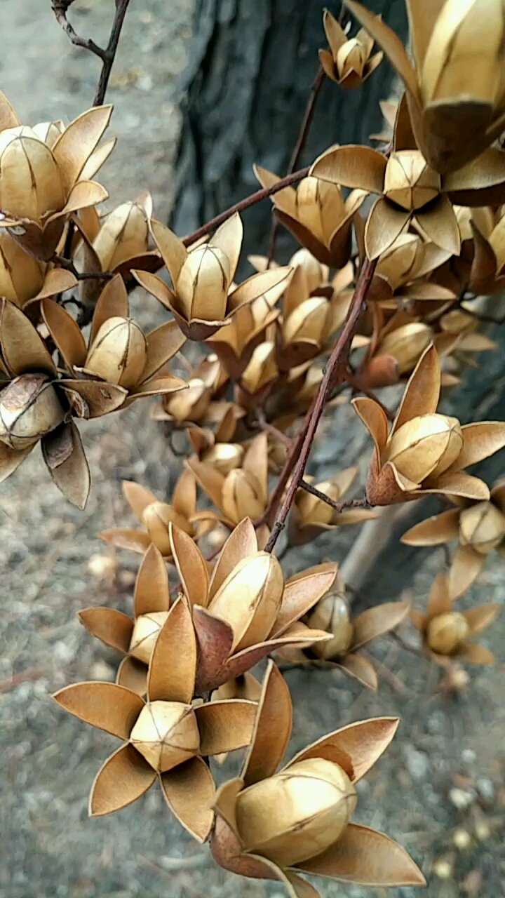 香椿芽的种子如此的漂亮