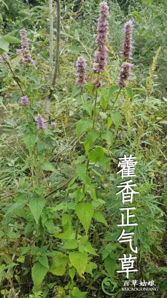 原來藿香正氣水就是大茴香益母草更是隨處可見