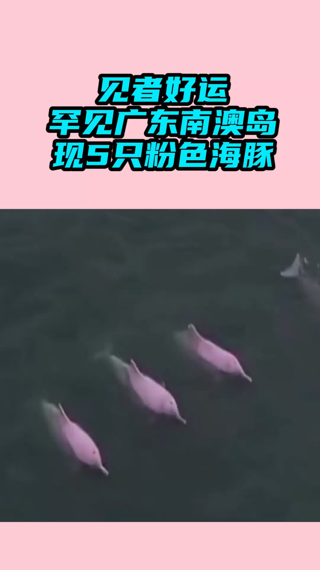 广东南澳岛现5只粉色海豚,画面中这群小可爱在水里自由嬉戏!