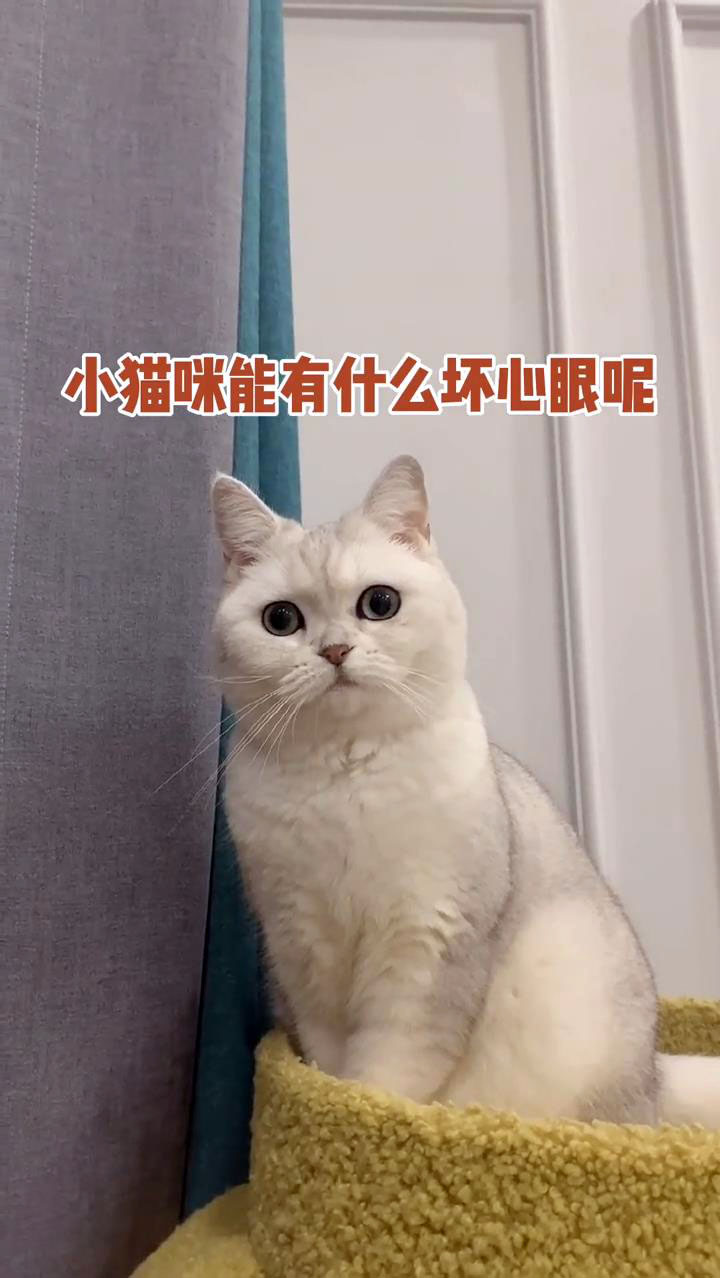 我家宠物成精了#小猫咪有什么坏心眼呢?它只是笑的像个渣女而已