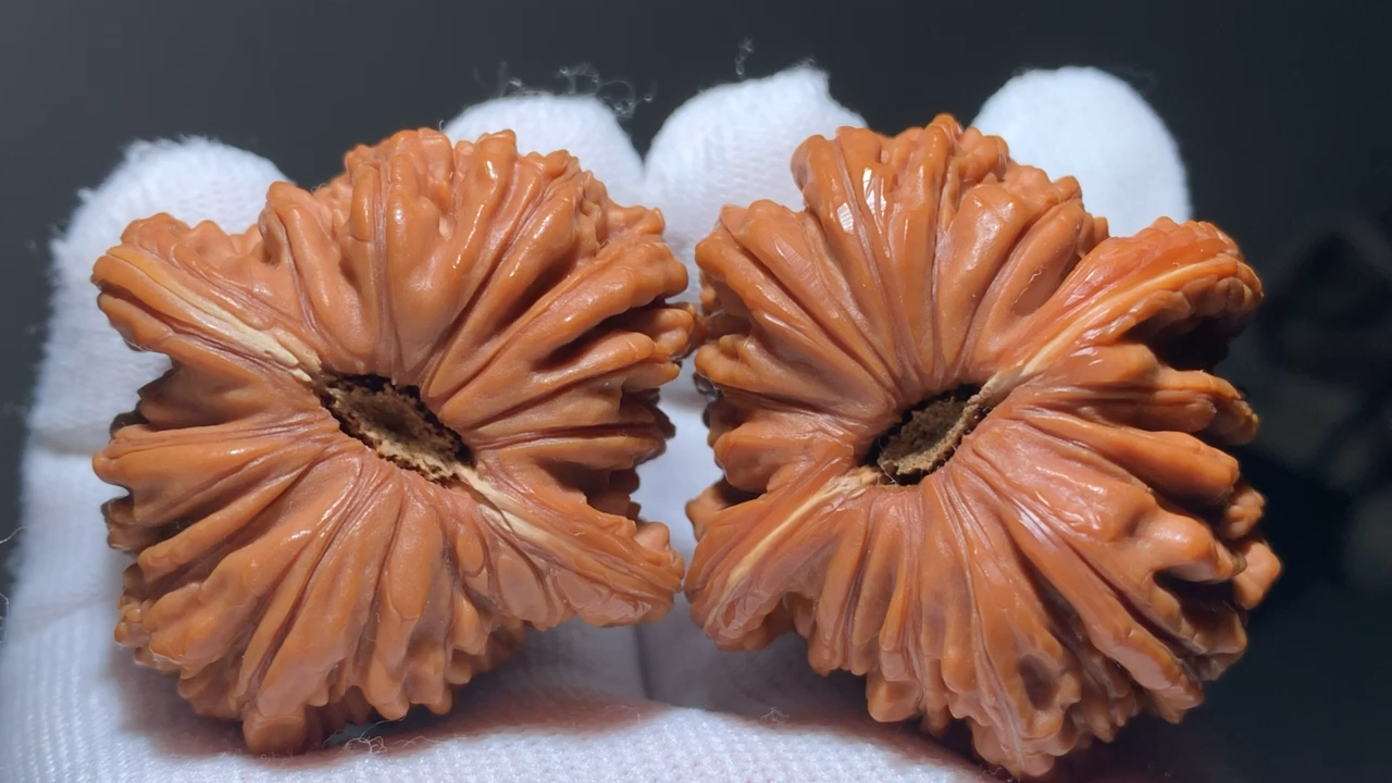 文玩核桃#爆肉菊花底四座楼,元宝肚,非常漂亮.