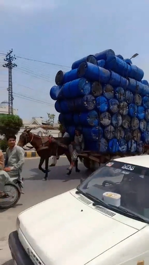 小马拉大车3d亲子图片