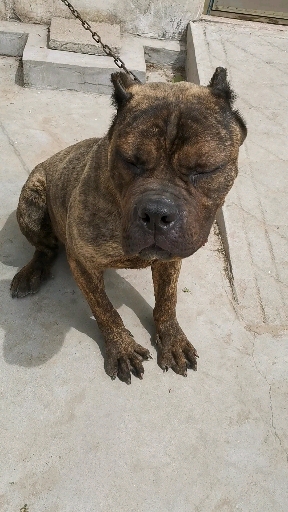 虎皮卡斯罗#虎皮卡斯罗