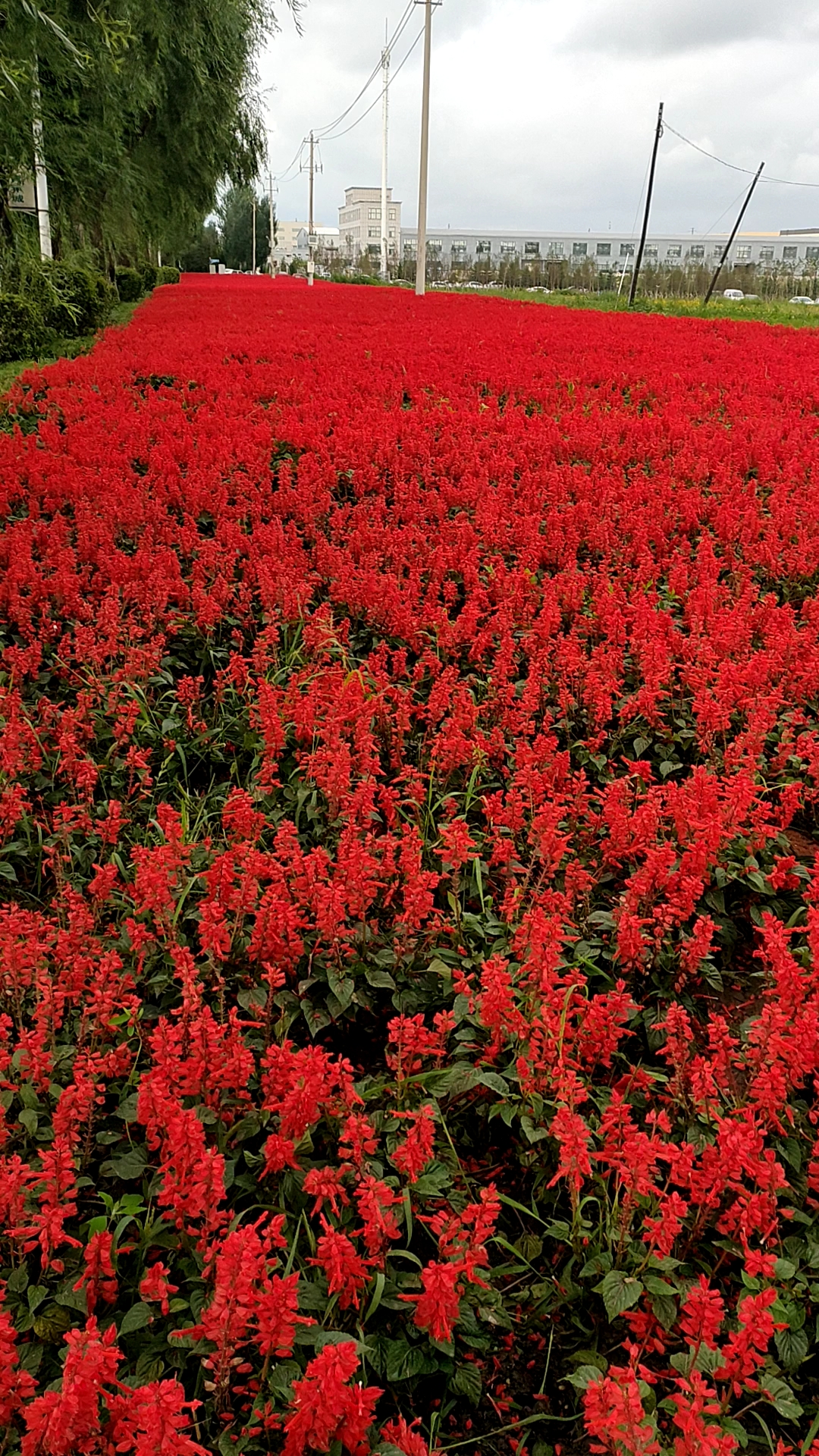 红色的花海