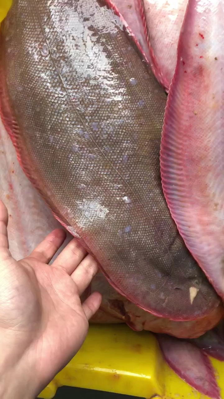 舌尖上的旅行#特大的龙利鱼,新鲜度很高