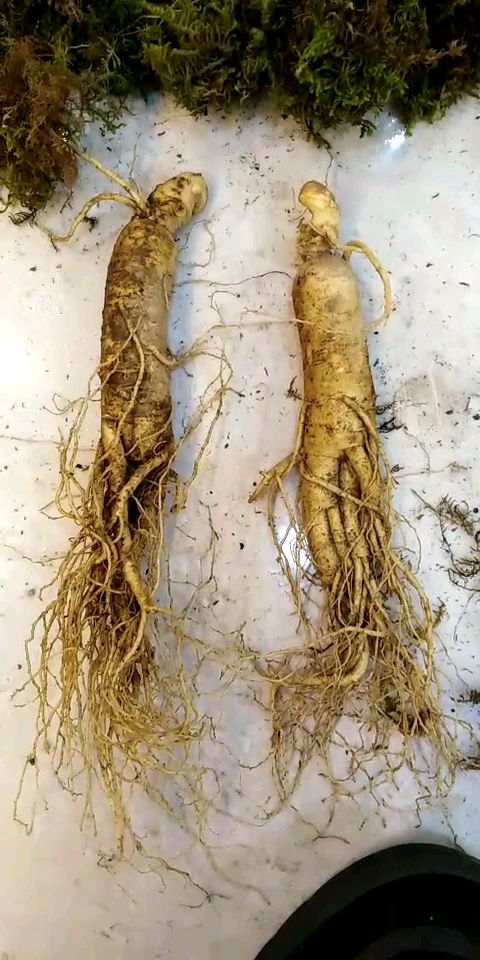 一年四季鲜人参