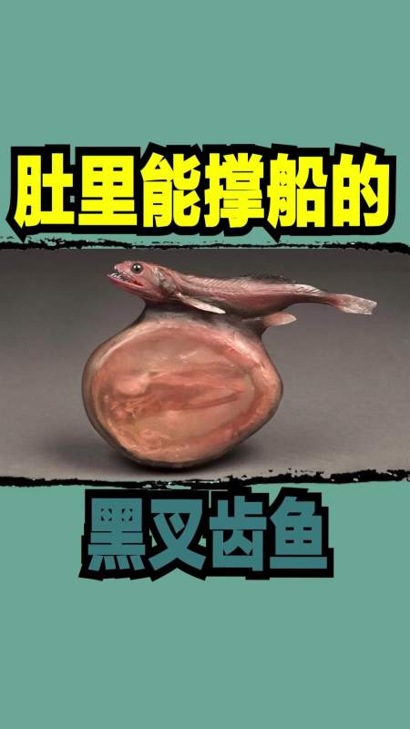 黑叉齿鱼#肚里能撑船的黑叉齿鱼-度小视