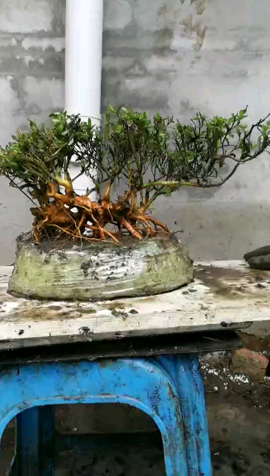 映山红极品矮霸小老桩
