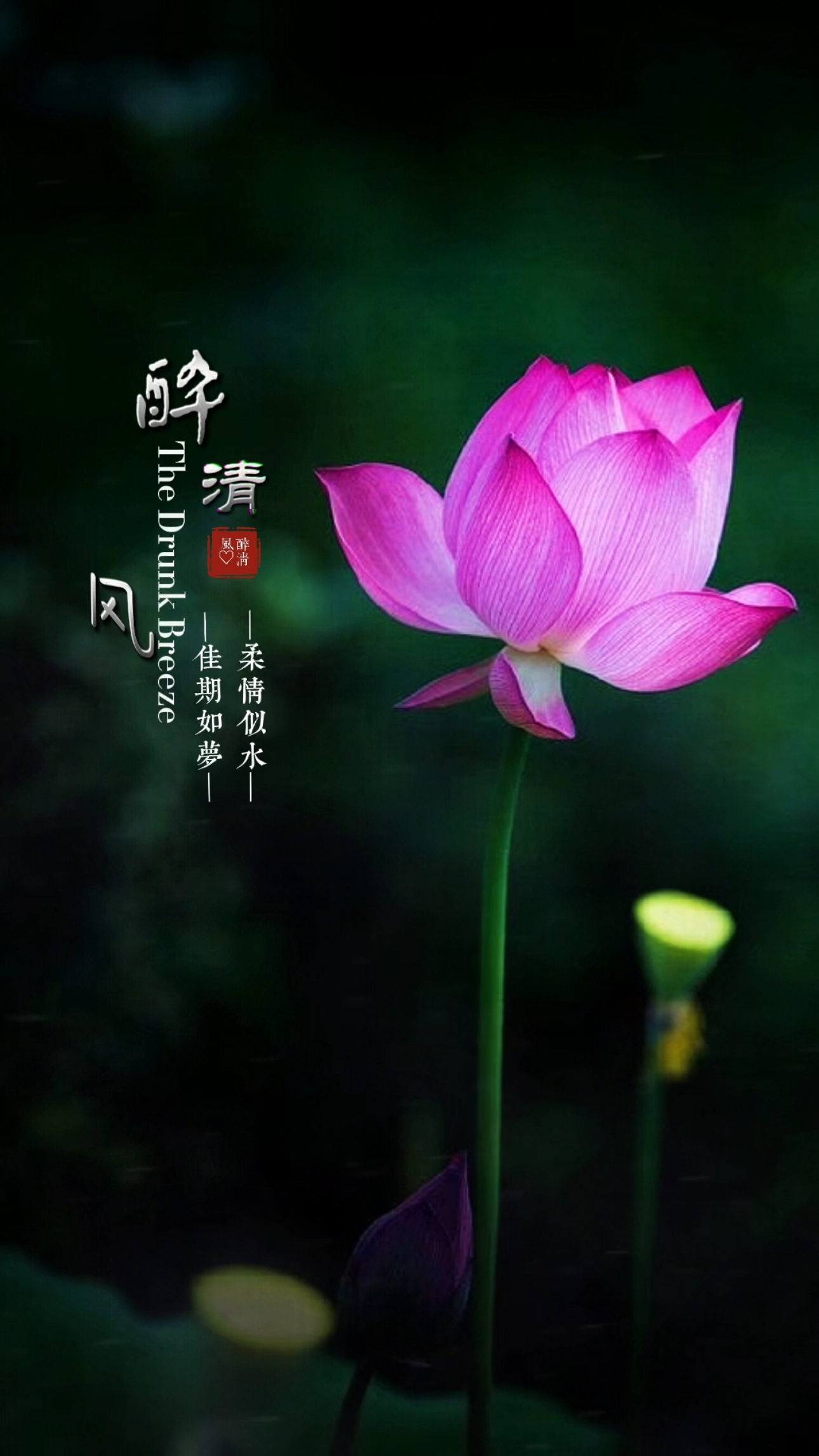 清纯唯美#柔情似水,佳期如梦.