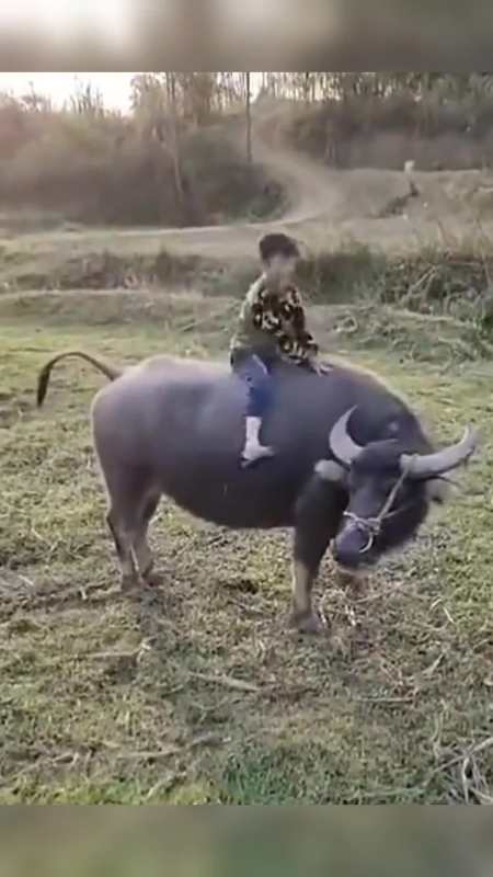 我要上热门#不愧是农村的孩子,一看上牛的姿势,就知道是专业放牛娃!