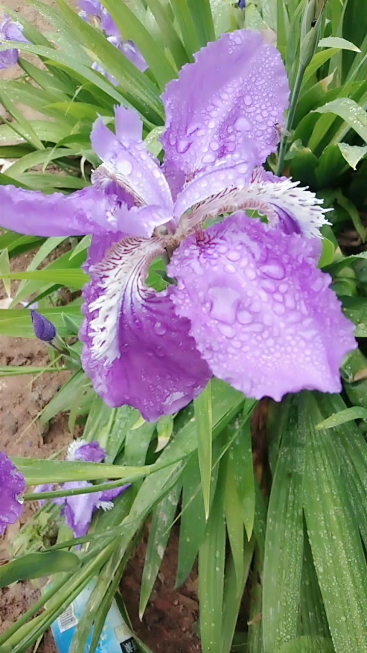 雨后的花儿真漂亮,有知道花的名字的吗