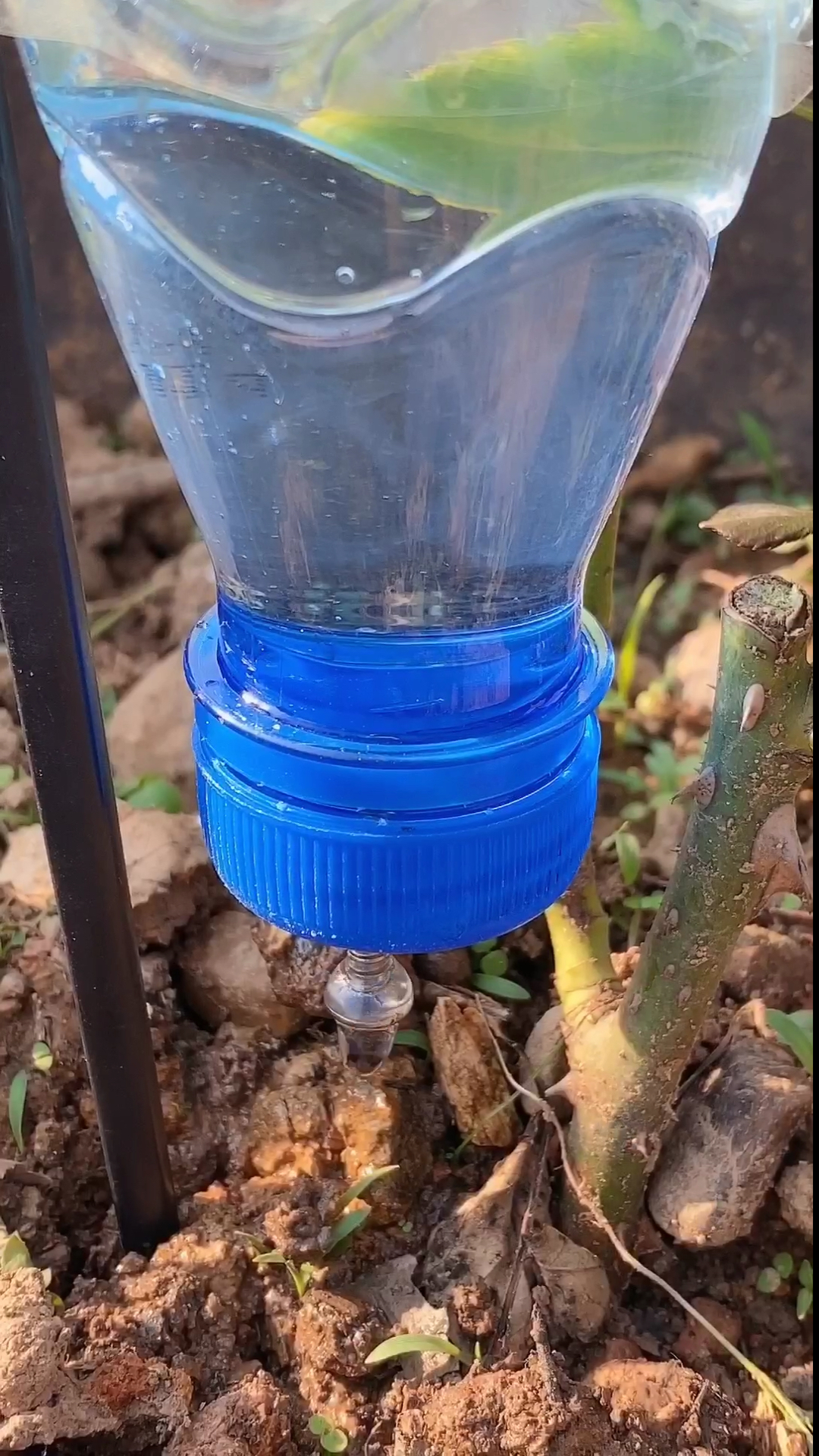 生活小妙招#自制浇灌器,出门也不用担心要浇花了.