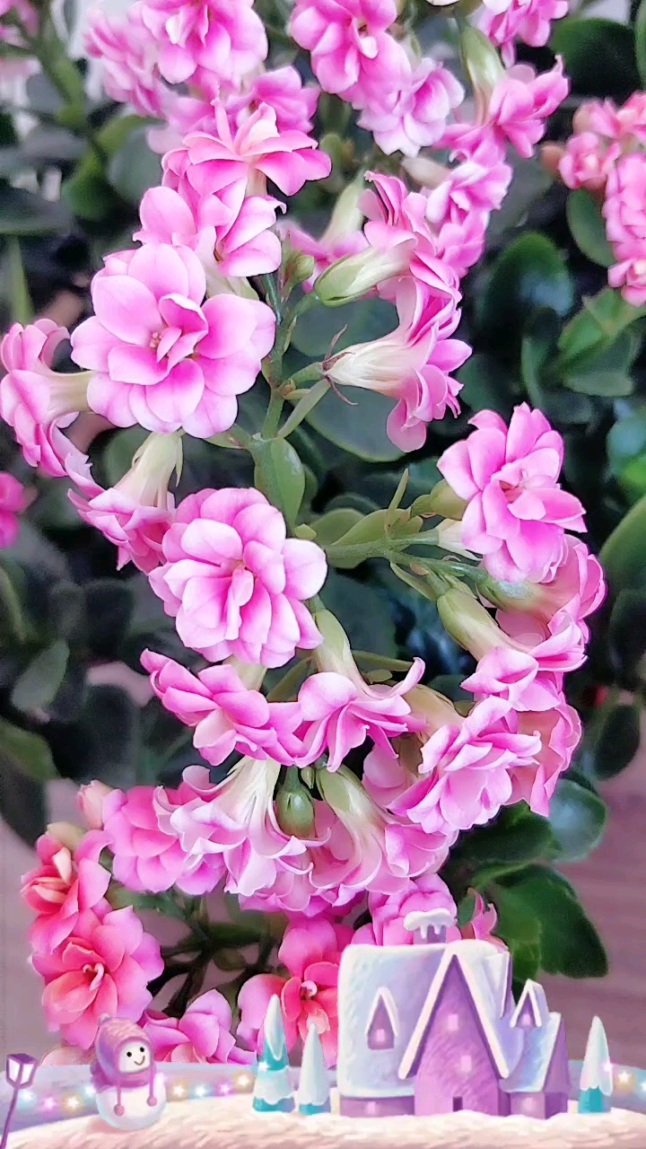 最美长寿花