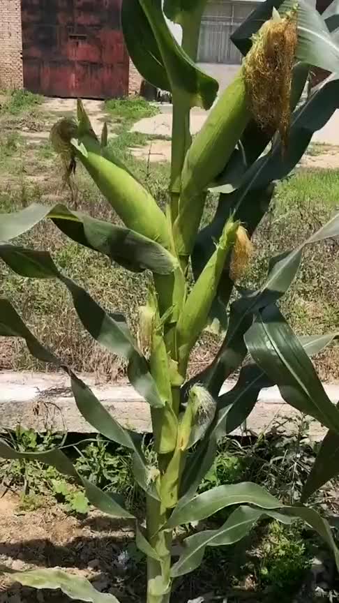 这可不是我插上去的,看看这棵玉米,结的玉米棒真多!-度小视