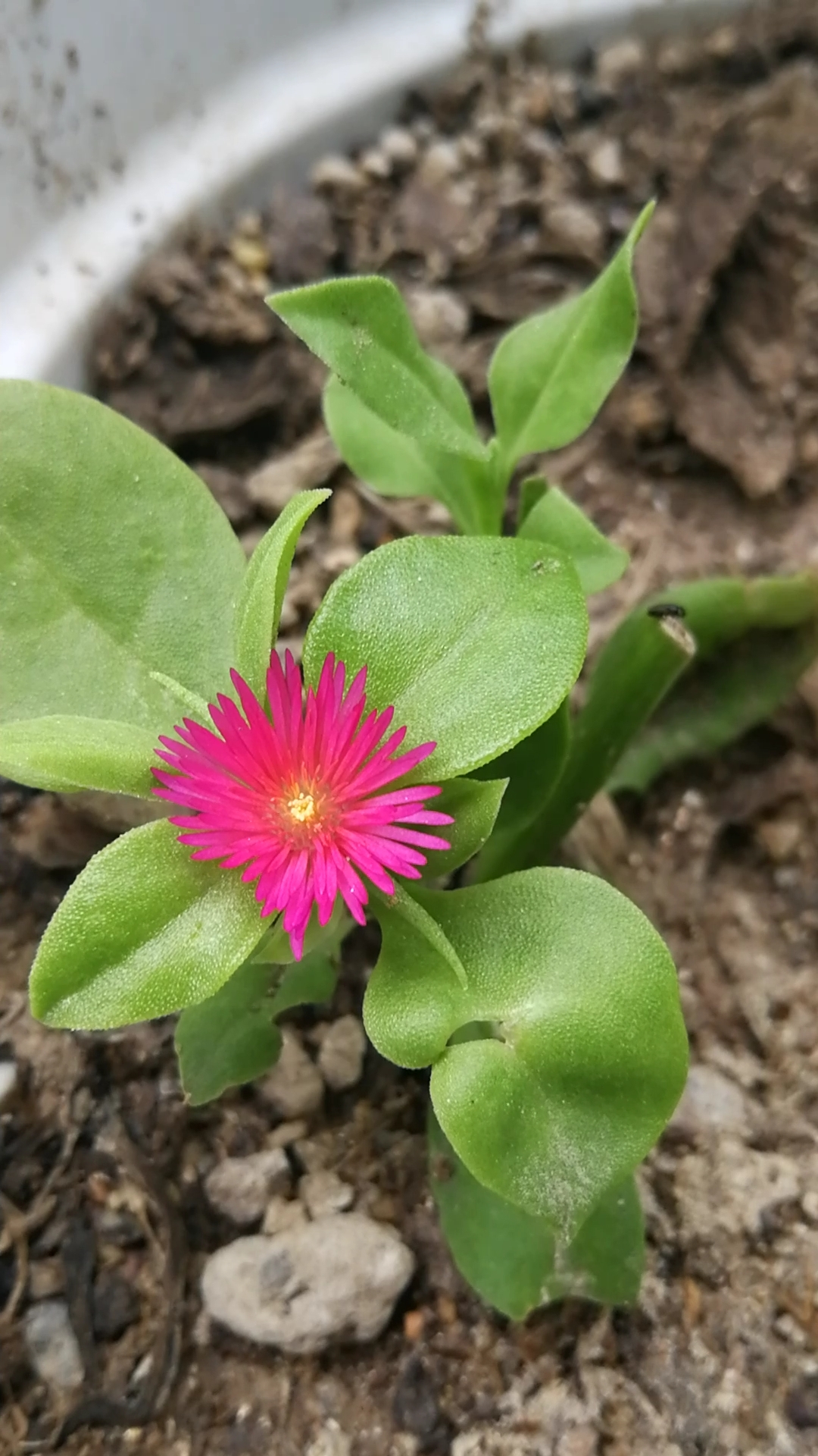 穿心莲开花 穿心莲可以凉拌菜哦!