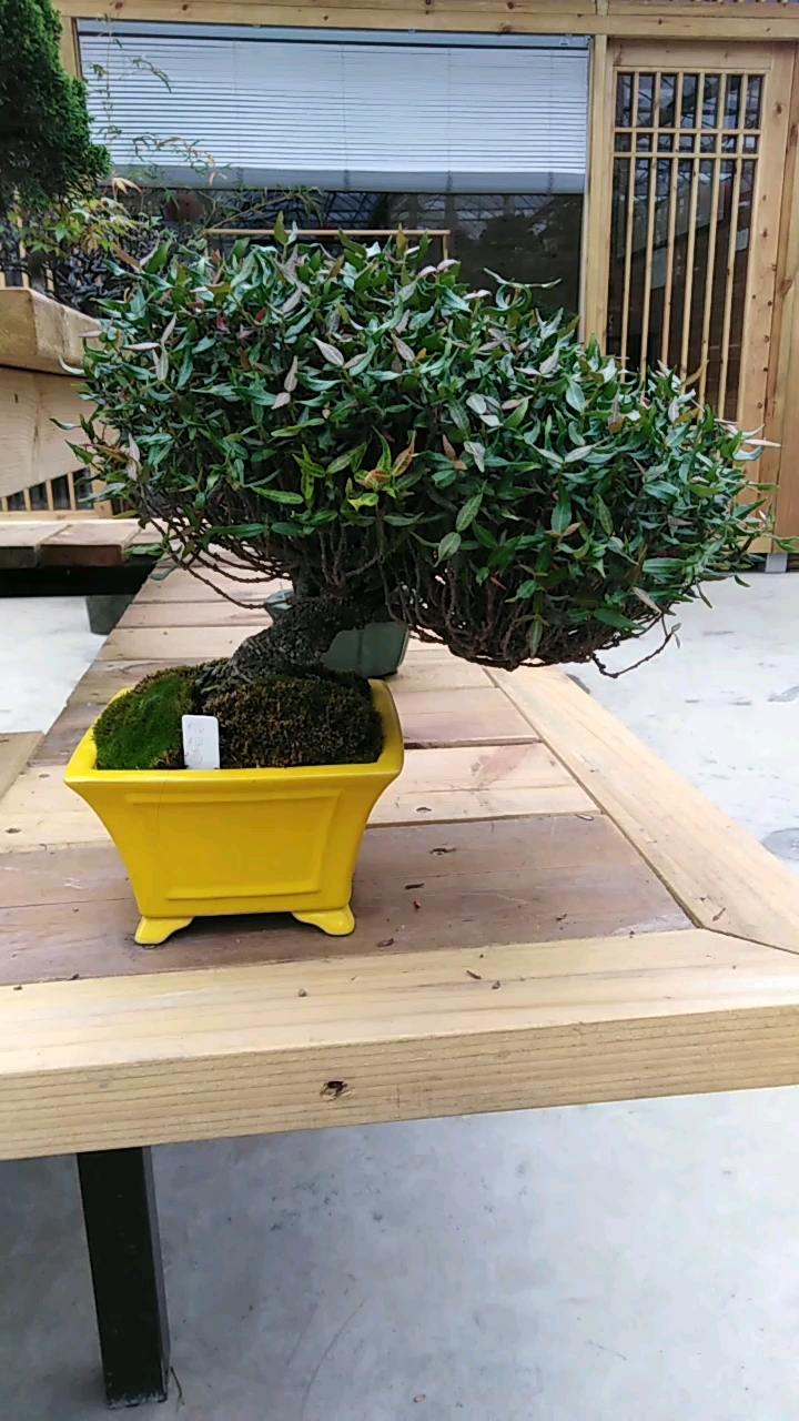 也不是不困#你知道吗?这就是缩缅葛!