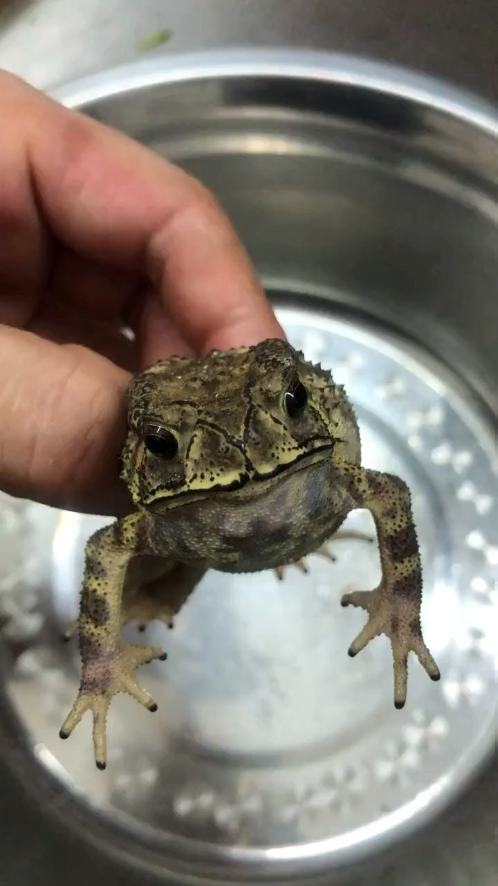 这难道就是虎皮青蛙?