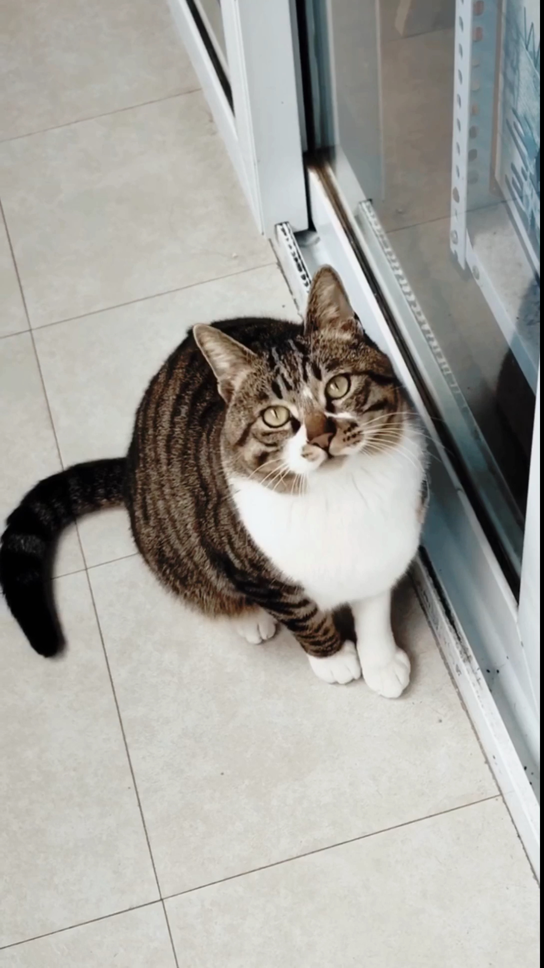 狸花猫#我这不是胖,是可爱到膨胀