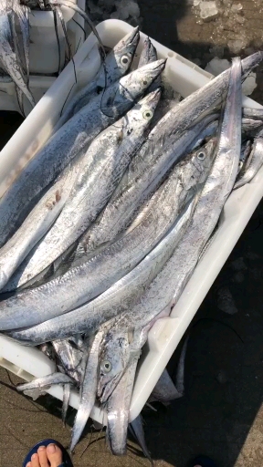 野生海鲜#三只鱼鹰野生海鲜:白眼带鱼,码头正在起鱼