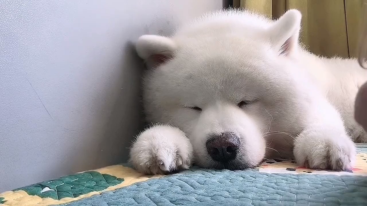 晚安唔西迪西,晚安玛卡巴卡,晚安依古比古,晚安汤姆布利波,晚安小点点