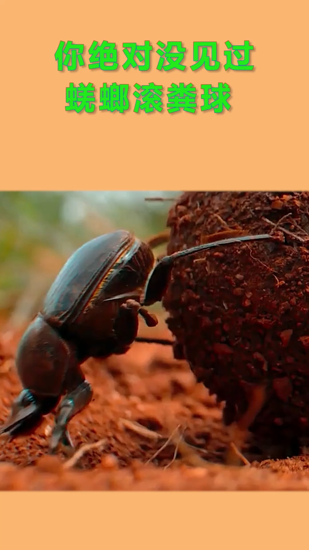 动物世界动物界的清道夫,蜣螂,俗称屎壳郎滚球!