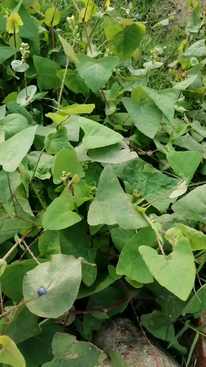 这种草叫覆盆子,鲁迅笔下的《从百草园到三味书屋》曾一笔带过,是一味