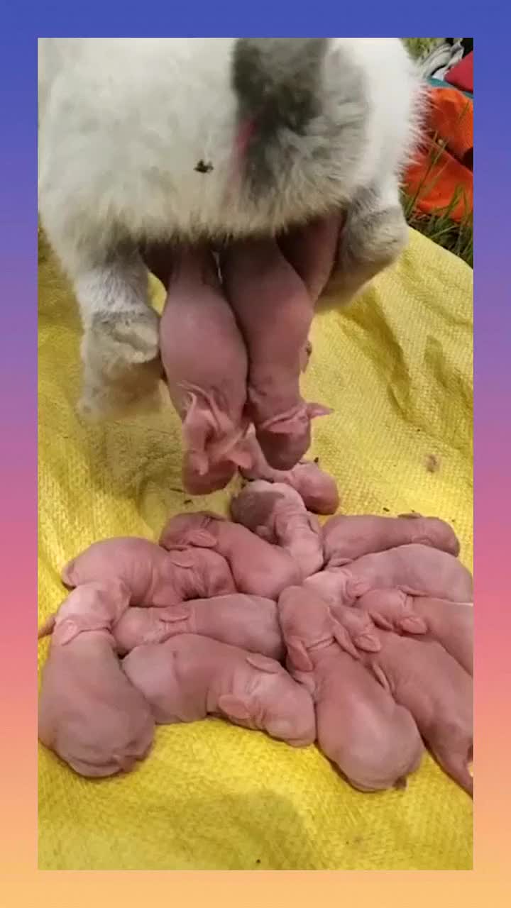 兔子原来是这样下崽的,第一次见到,太神奇了!