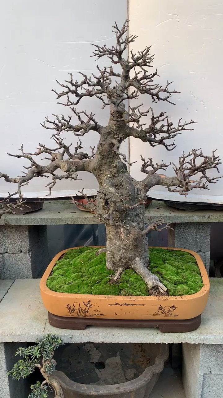 新年新气象#造型端庄秀美的榆树老桩盆景欣赏!