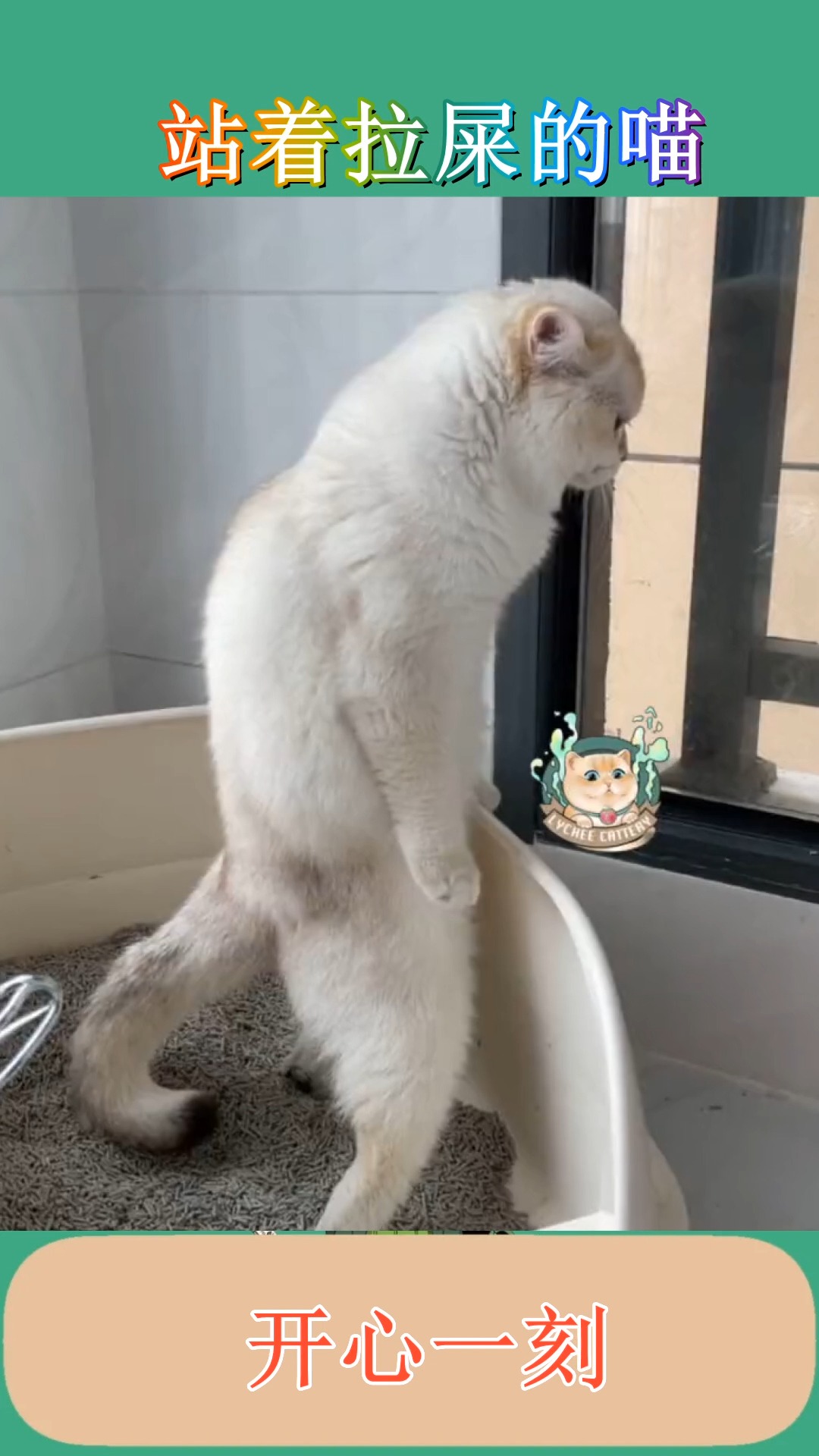 站着拉屎的喵,猫咪的迷惑行为,搞不懂!